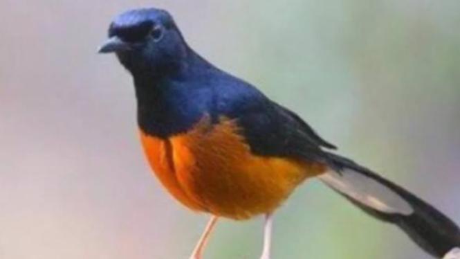 Agen Gacor Terjitu untuk Memaksimalkan Performa Burung Anda